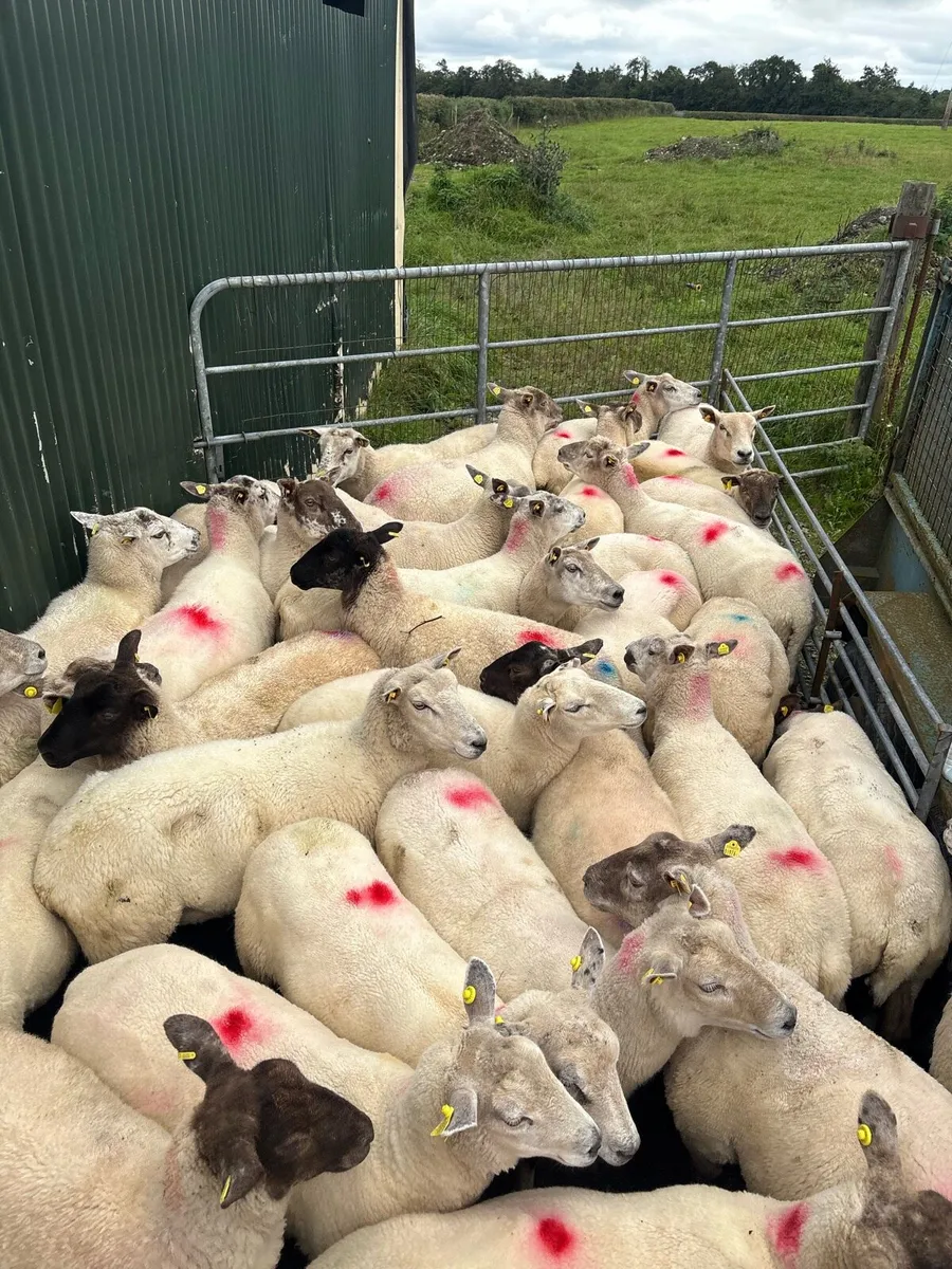 💥40 ewe hoggets 💥 - Image 1