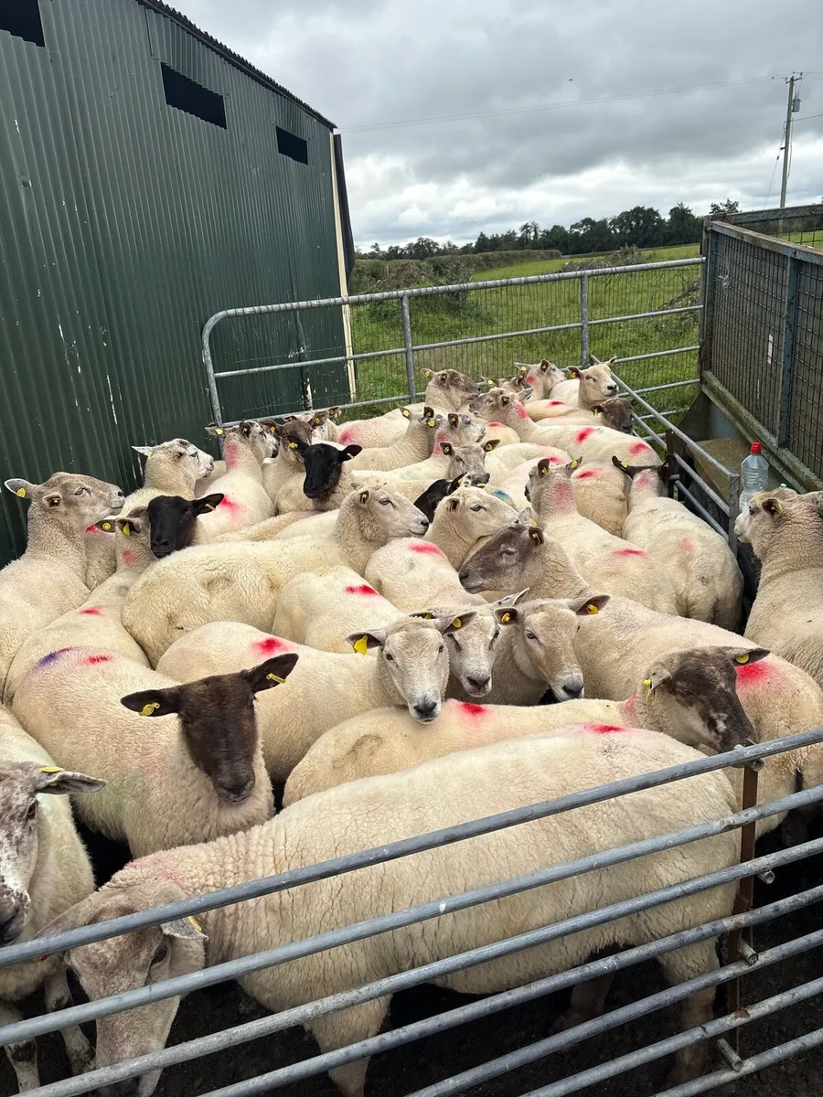 💥40 ewe hoggets 💥 - Image 2