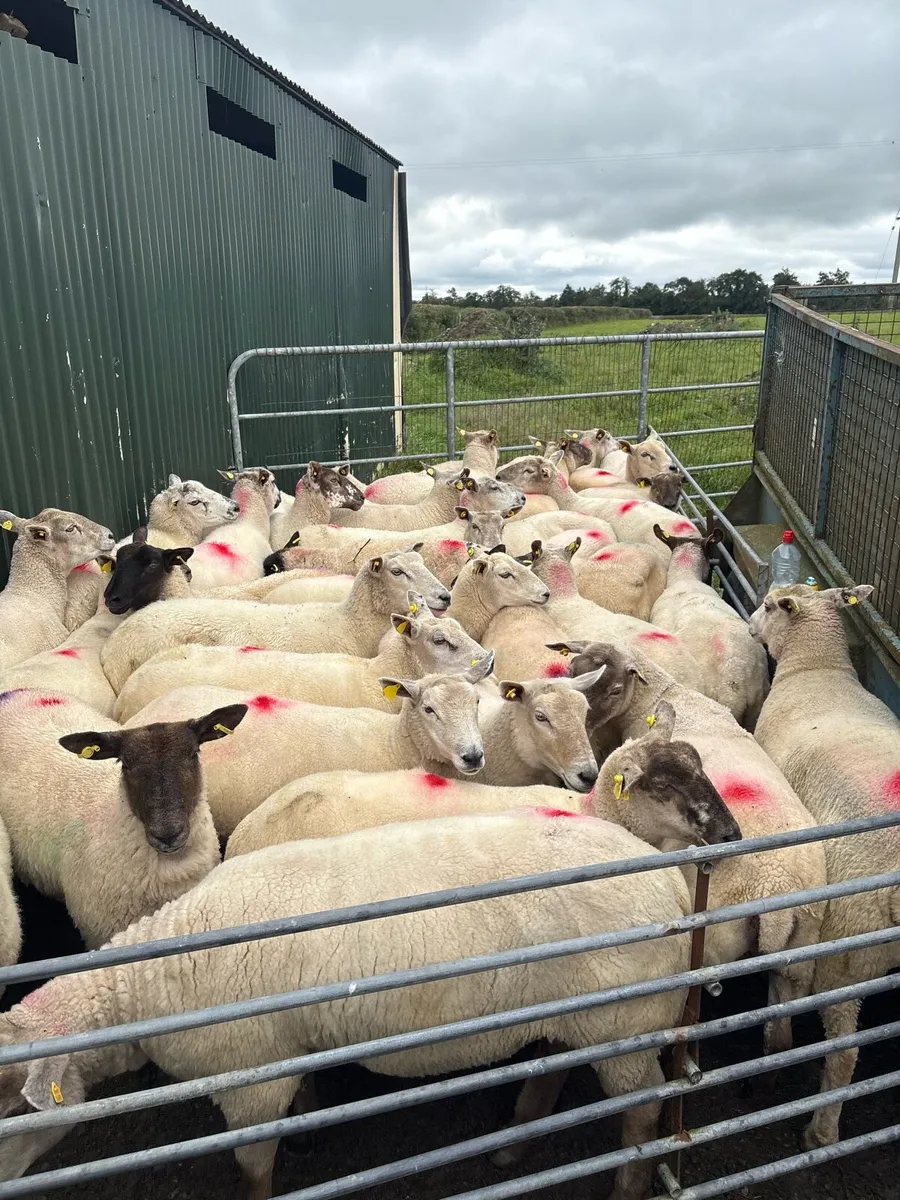 💥40 ewe hoggets 💥 - Image 3