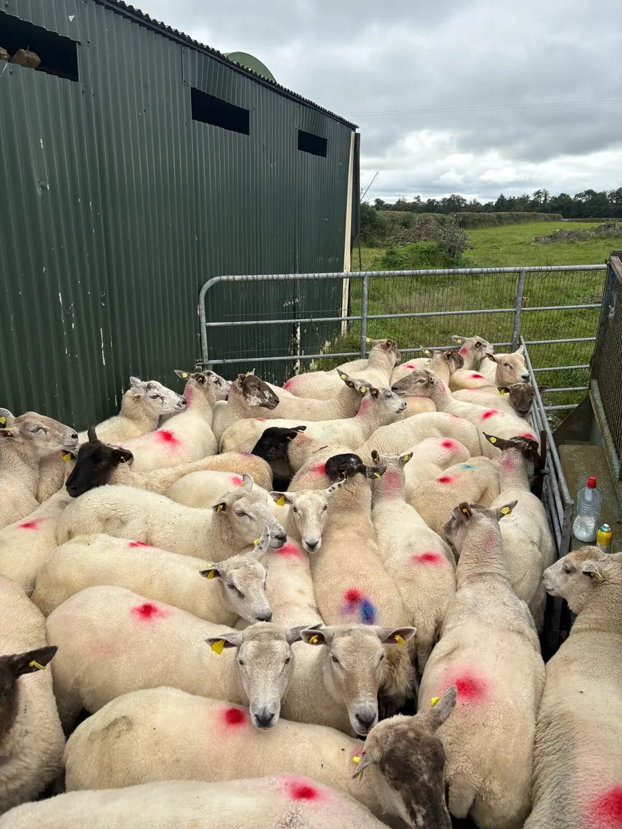 💥40 ewe hoggets 💥 - Image 4
