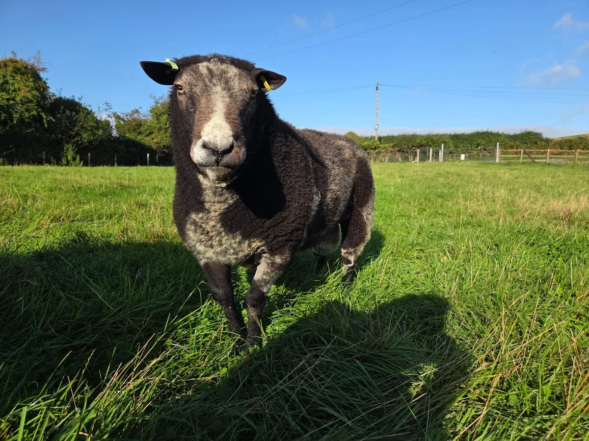 Dutch spotted ram - Image 4