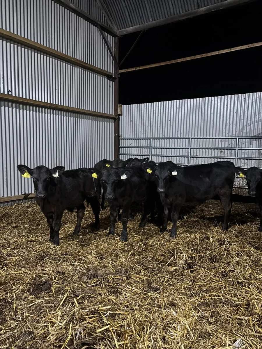 Weanlings - Image 3