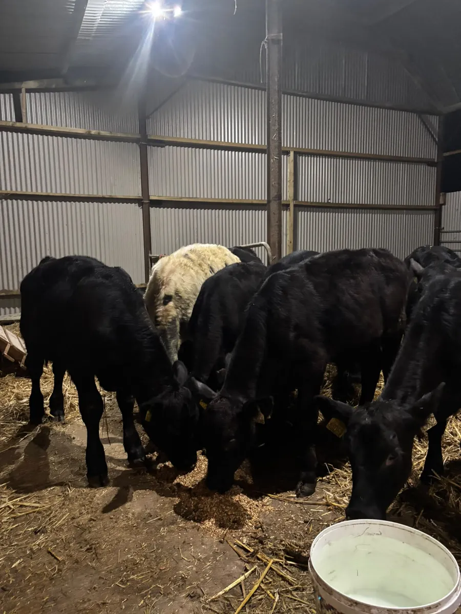 Weanlings - Image 4