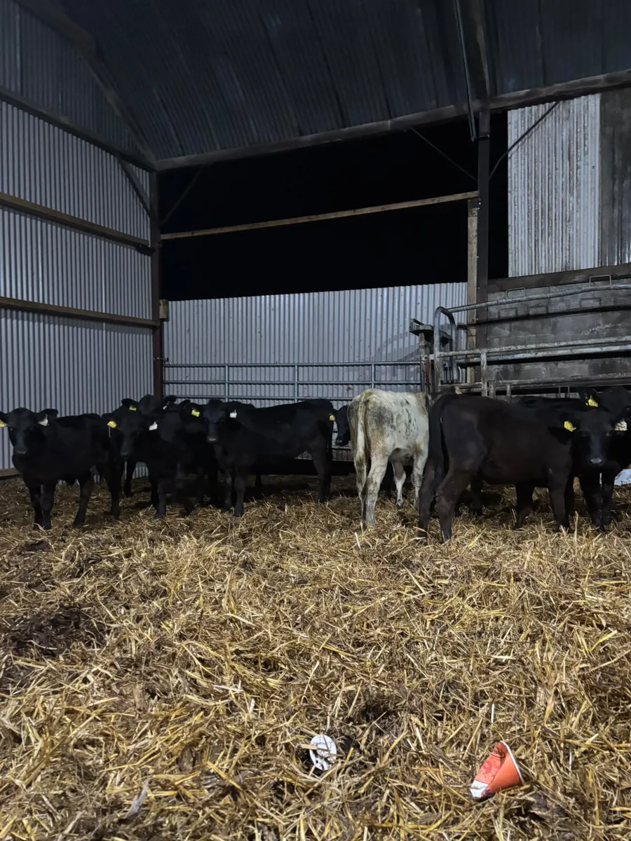 Weanlings - Image 1