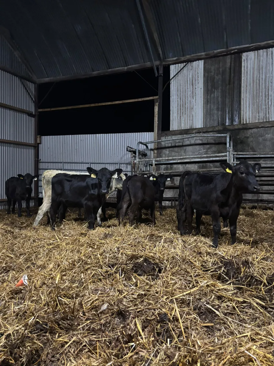 Weanlings - Image 2