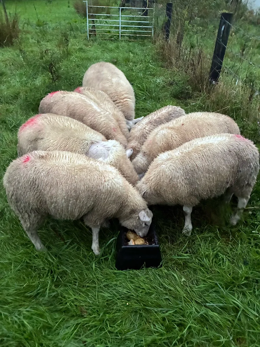 Belclare cross ewe lambs - Image 4