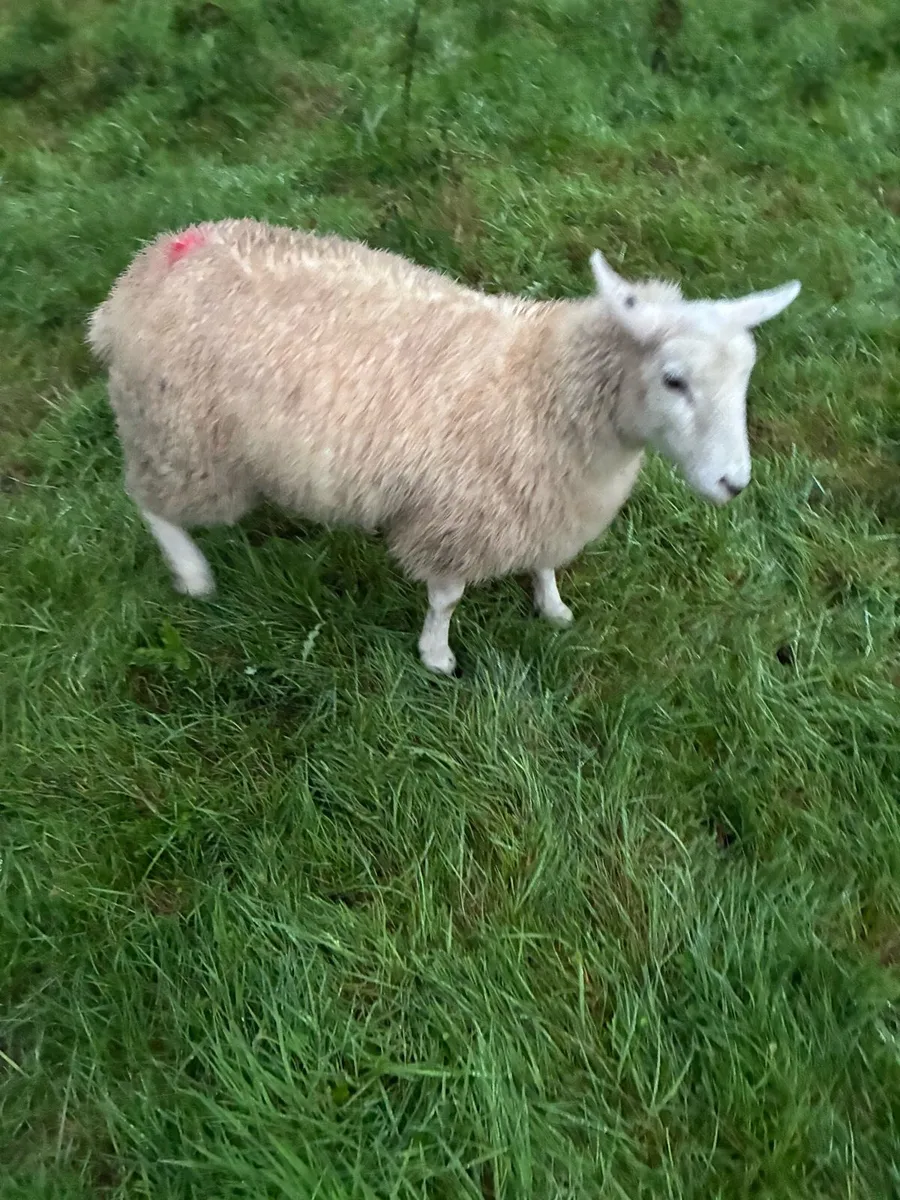 Belclare cross ewe lambs - Image 3