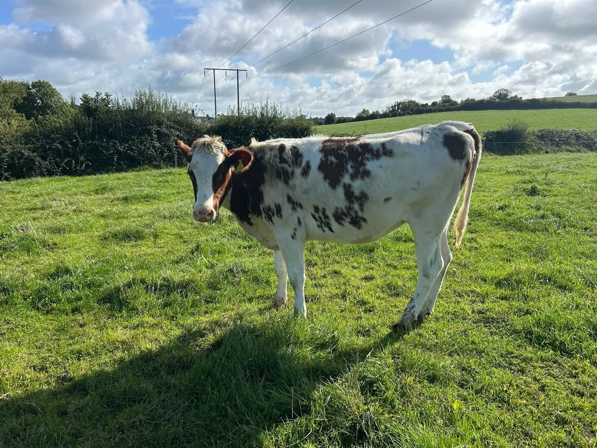 2 Pbr red and white Friesian heifers - Image 1