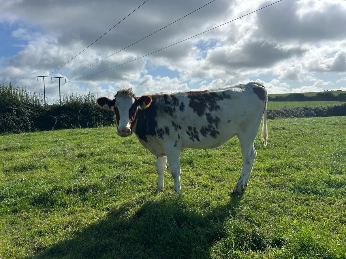2 Pbr red and white Friesian heifers - Image 2