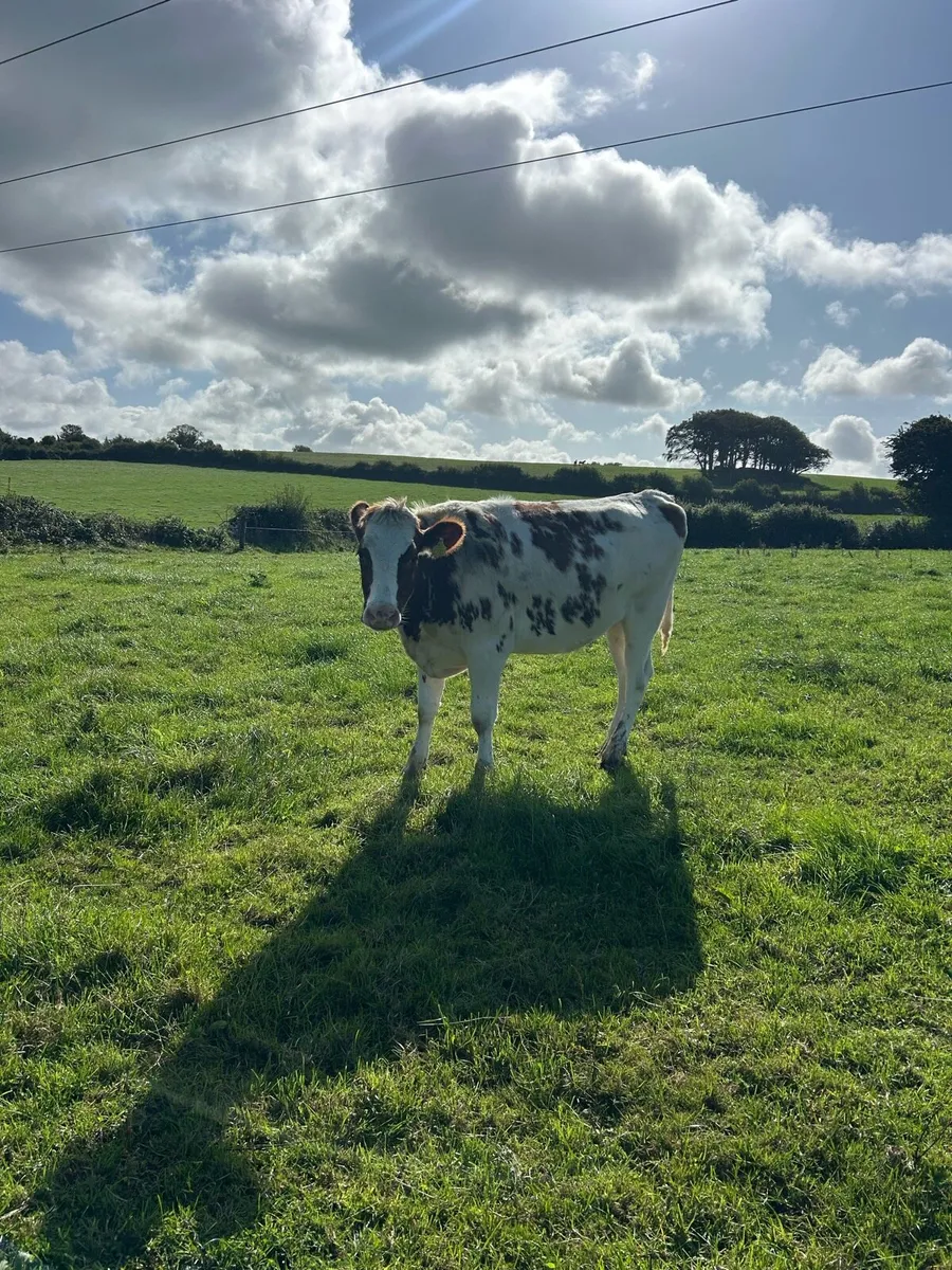 2 Pbr red and white Friesian heifers - Image 3