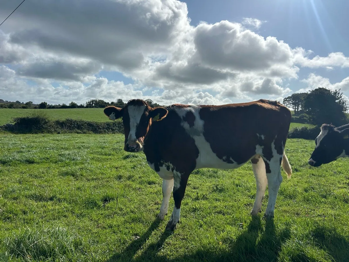 2 Pbr red and white Friesian heifers - Image 4