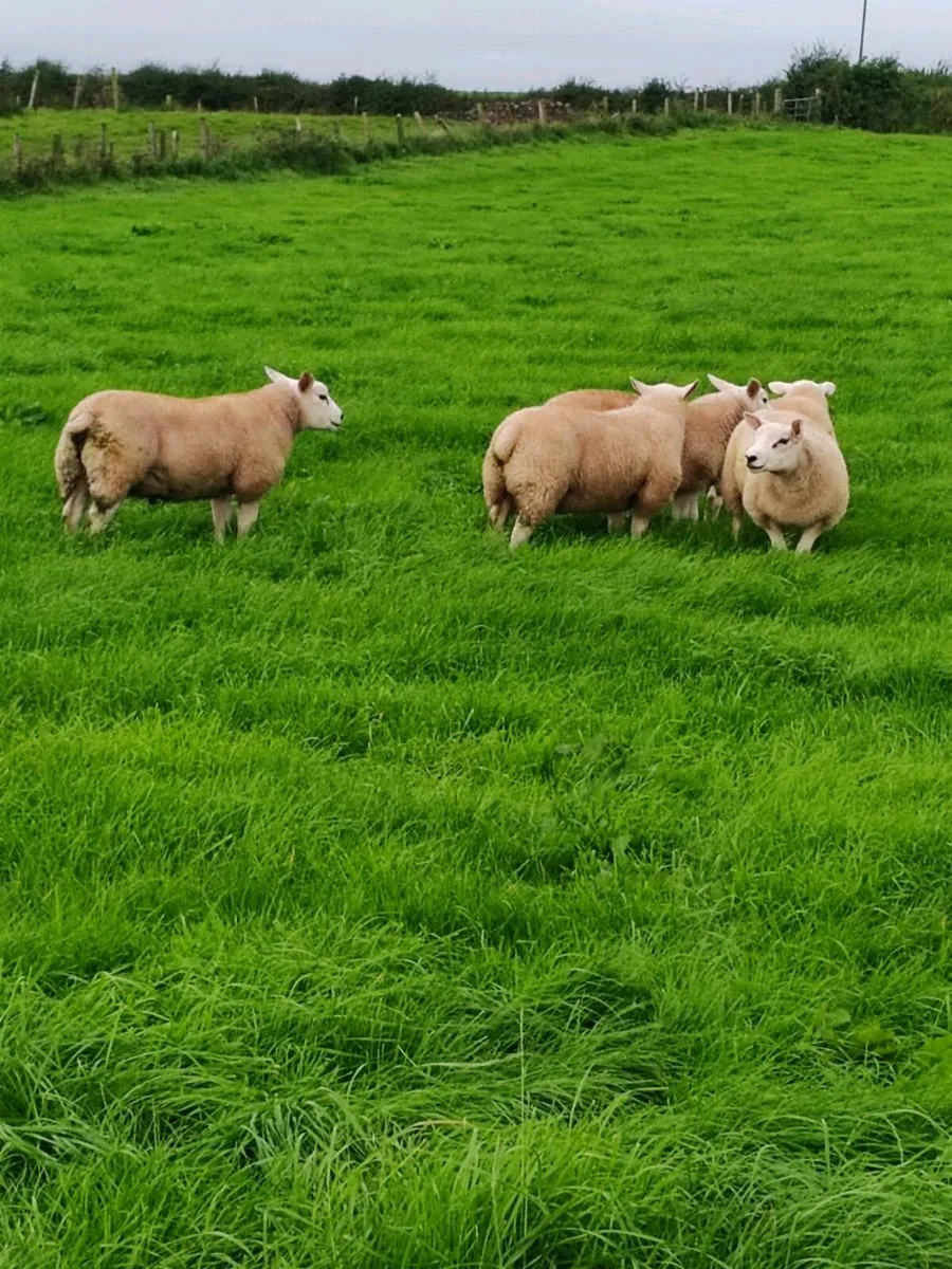 Texel Rams - Image 4