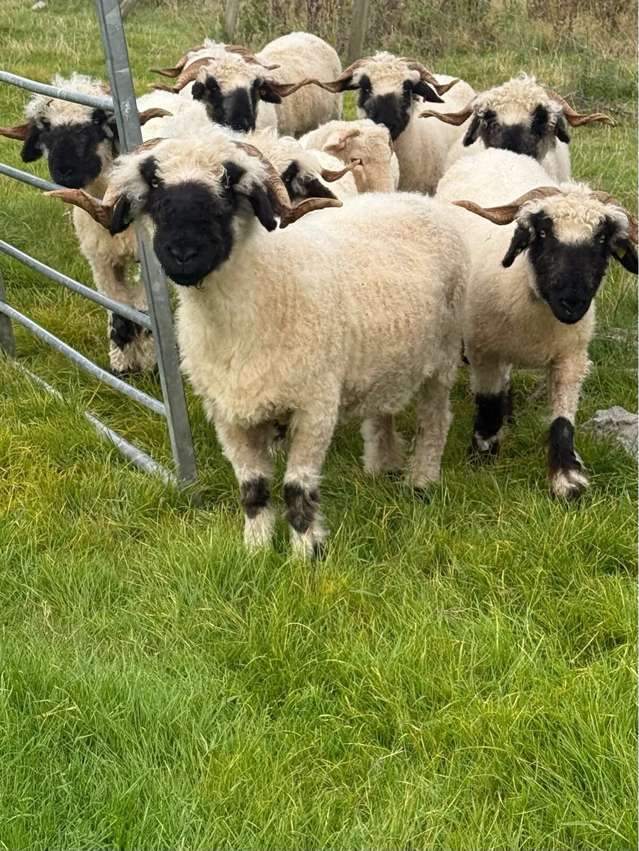 💗 Friendly PBR Valais Blacknose Ewes  💗 - Image 1