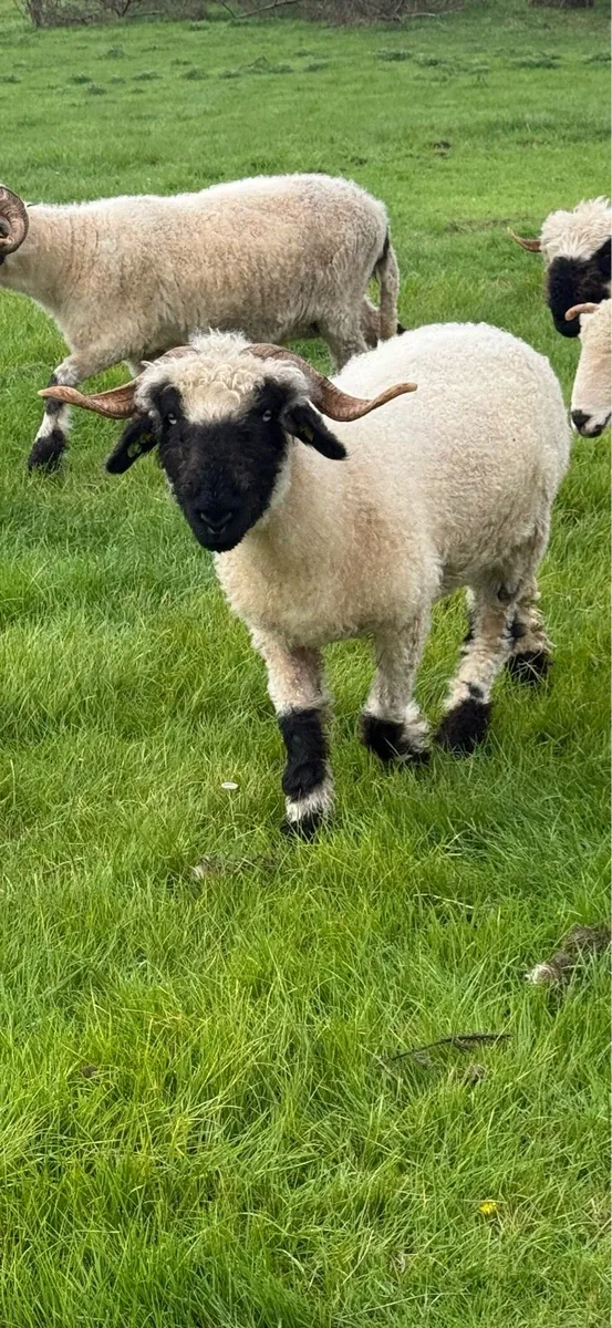 💗 Friendly PBR Valais Blacknose Ewes  💗 - Image 2