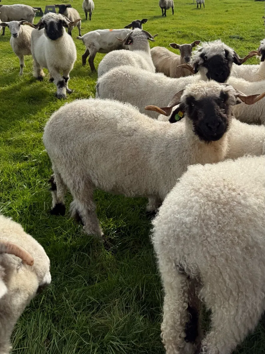 💗 Friendly PBR Valais Blacknose Ewes  💗 - Image 3