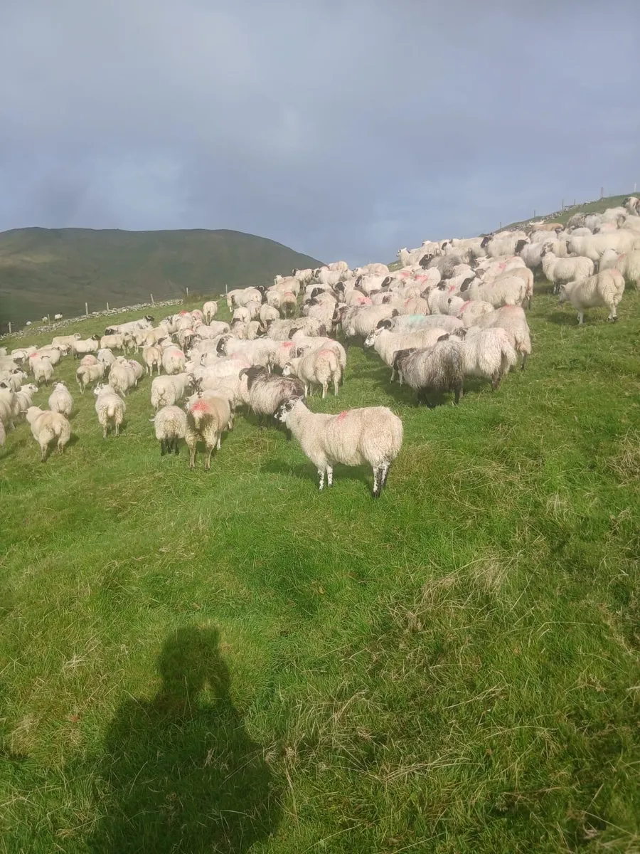 Crossbred lambs for sale - Image 3