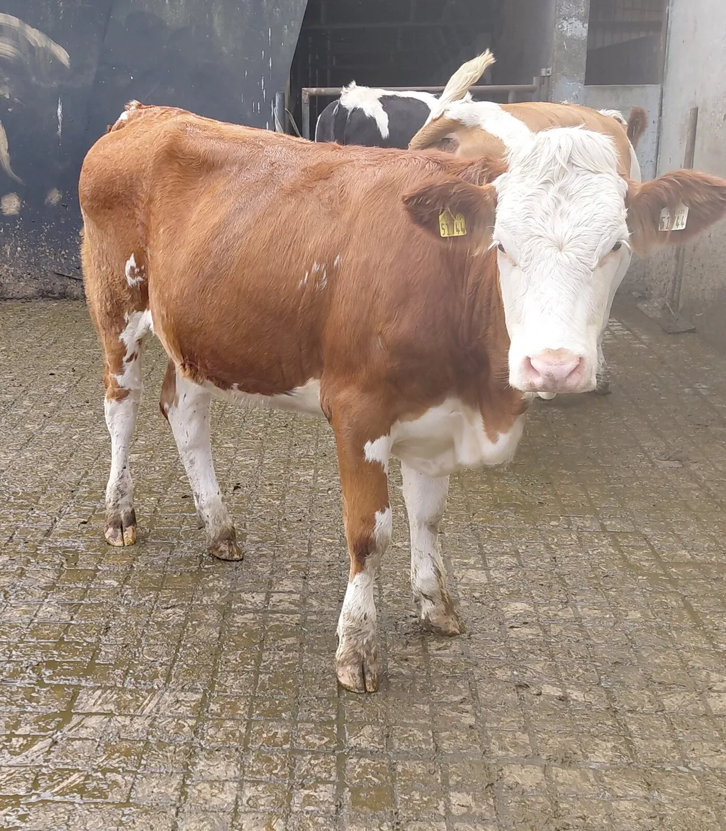 In-Calf Heifers - Image 1