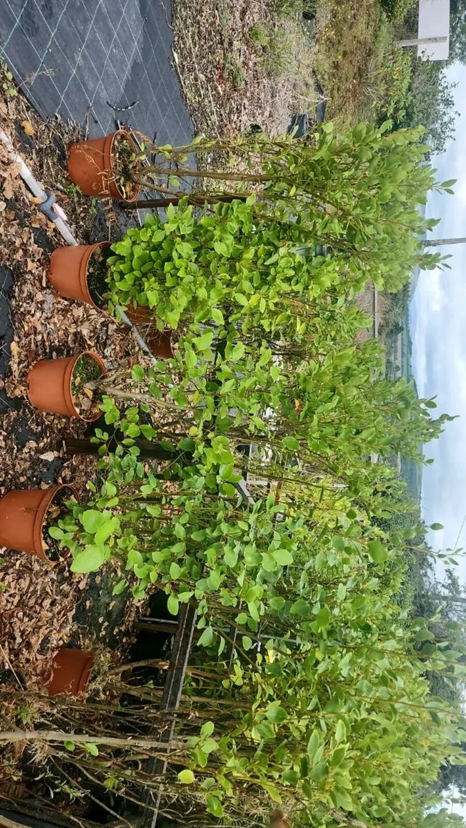 4-5ft griselina - Image 1