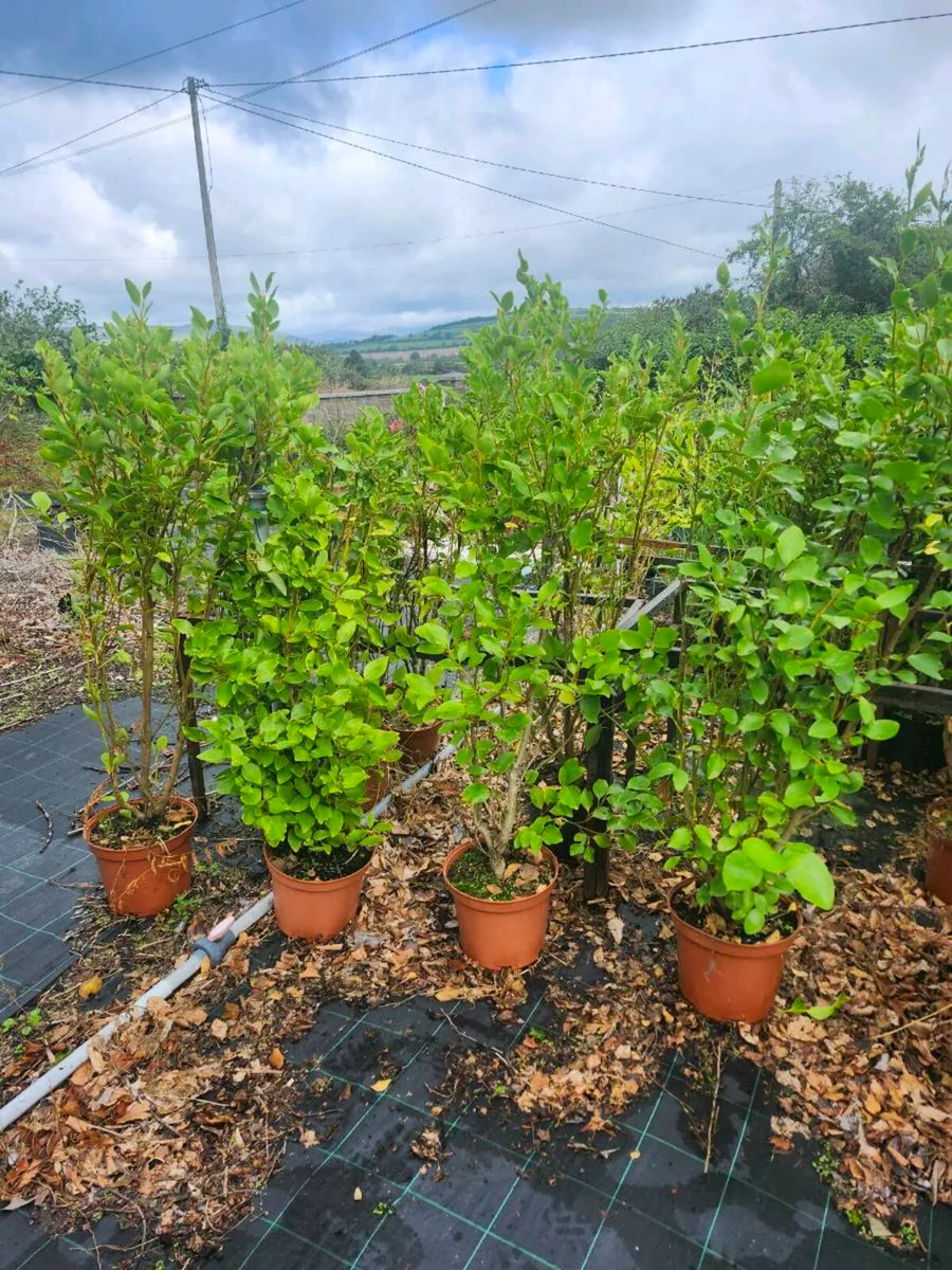 4-5ft griselina - Image 2