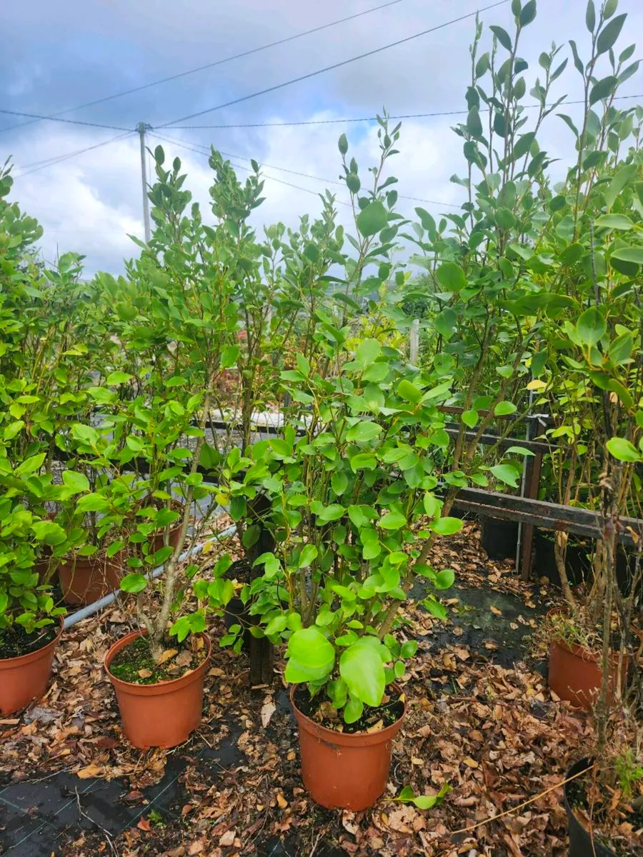 4-5ft griselina - Image 3