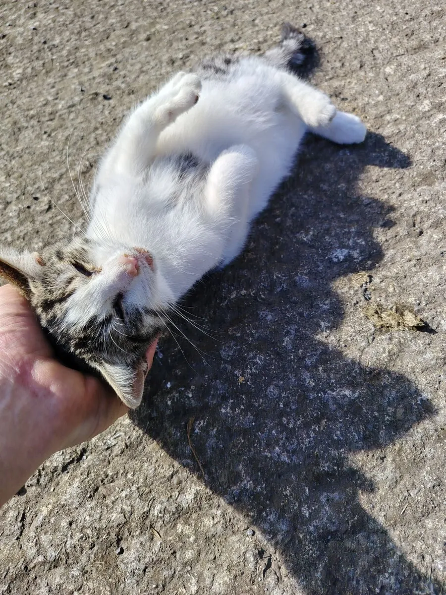 Kittens - Image 3