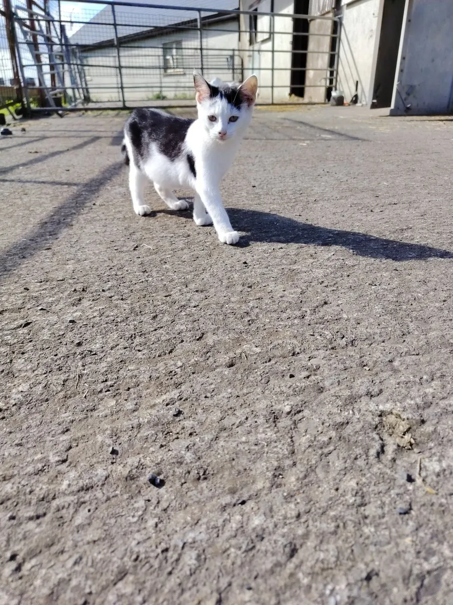 Kittens - Image 4