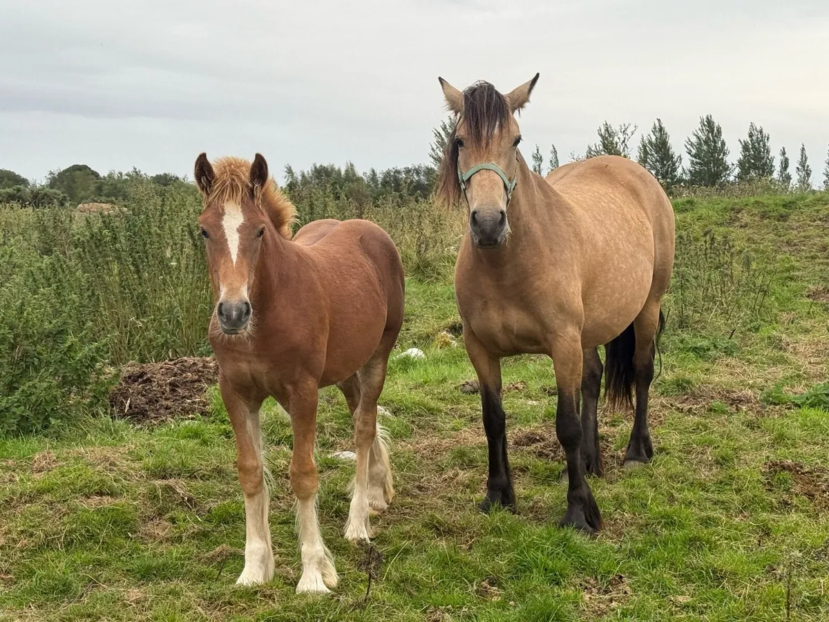 💫 Smashing Filly Foal 💫 - Image 2