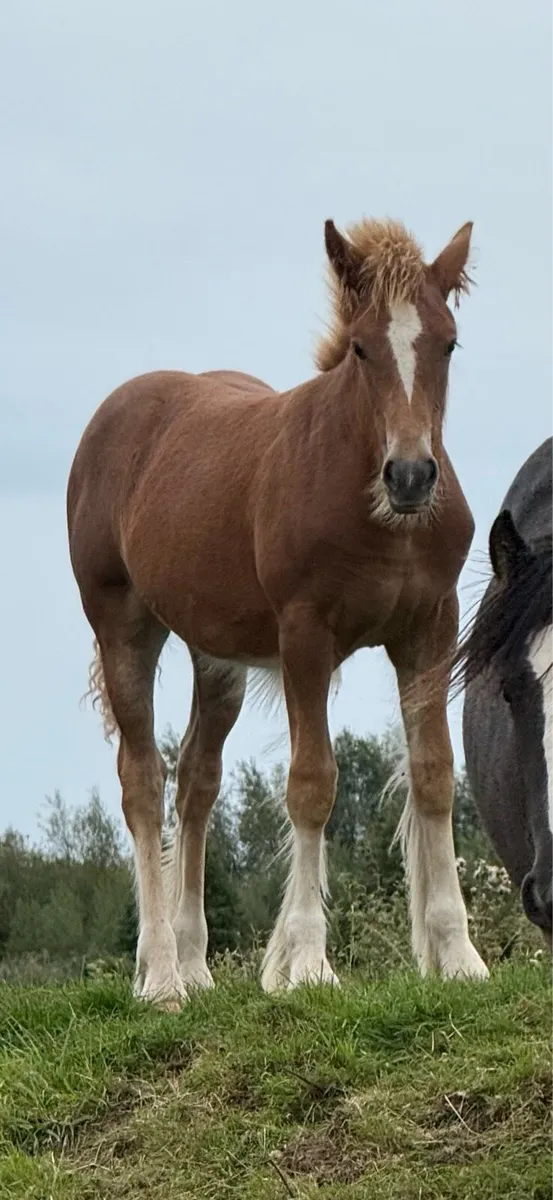 💫 Smashing Filly Foal 💫 - Image 1