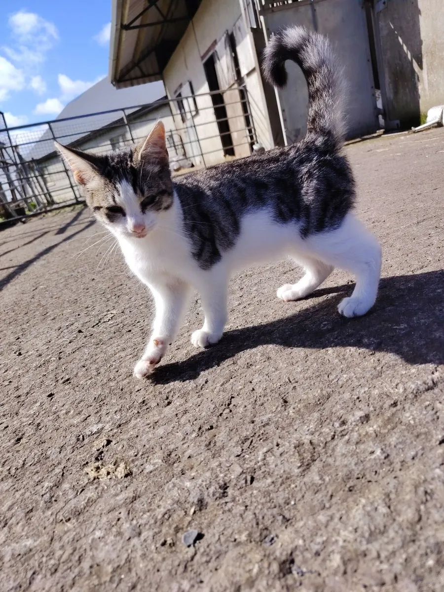 Kittens - Image 1
