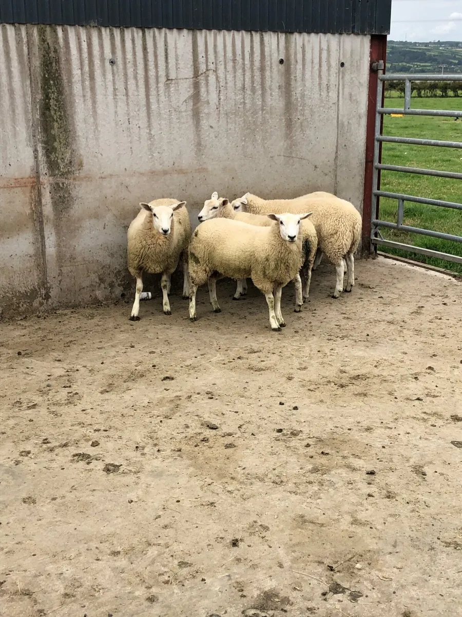 Lleyn Ewe Lambs - Image 2