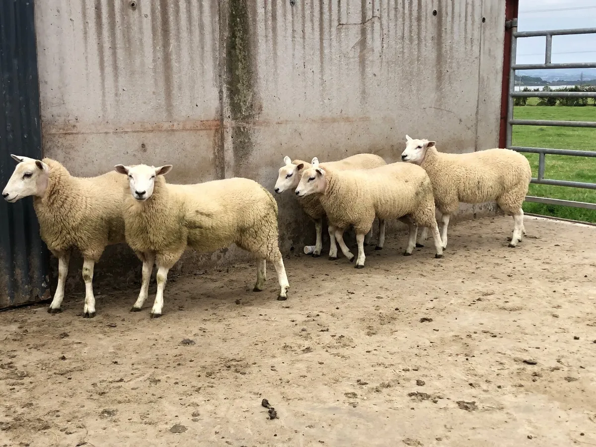 Lleyn Ewe Lambs - Image 3