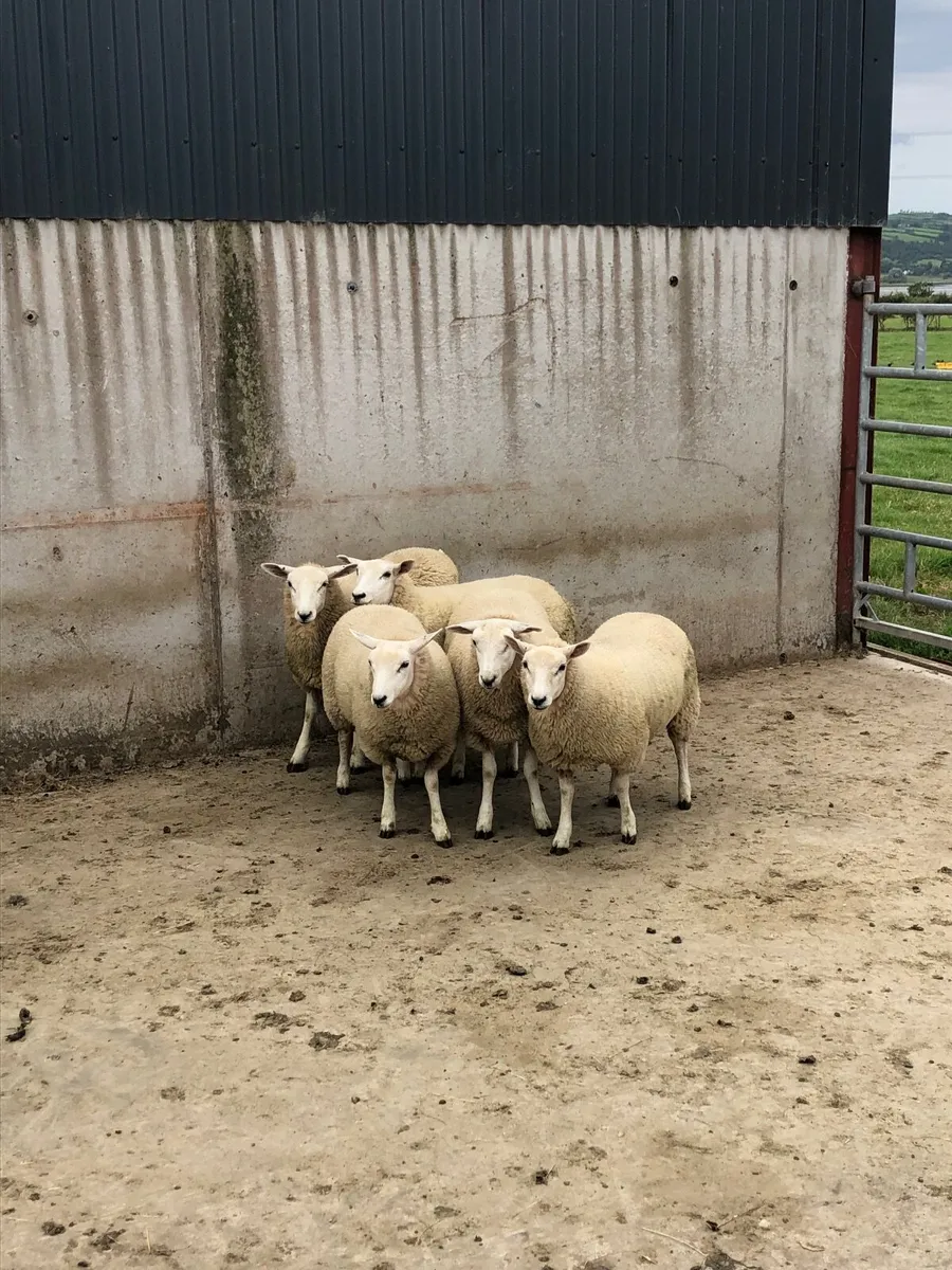 Lleyn Ewe Lambs - Image 4