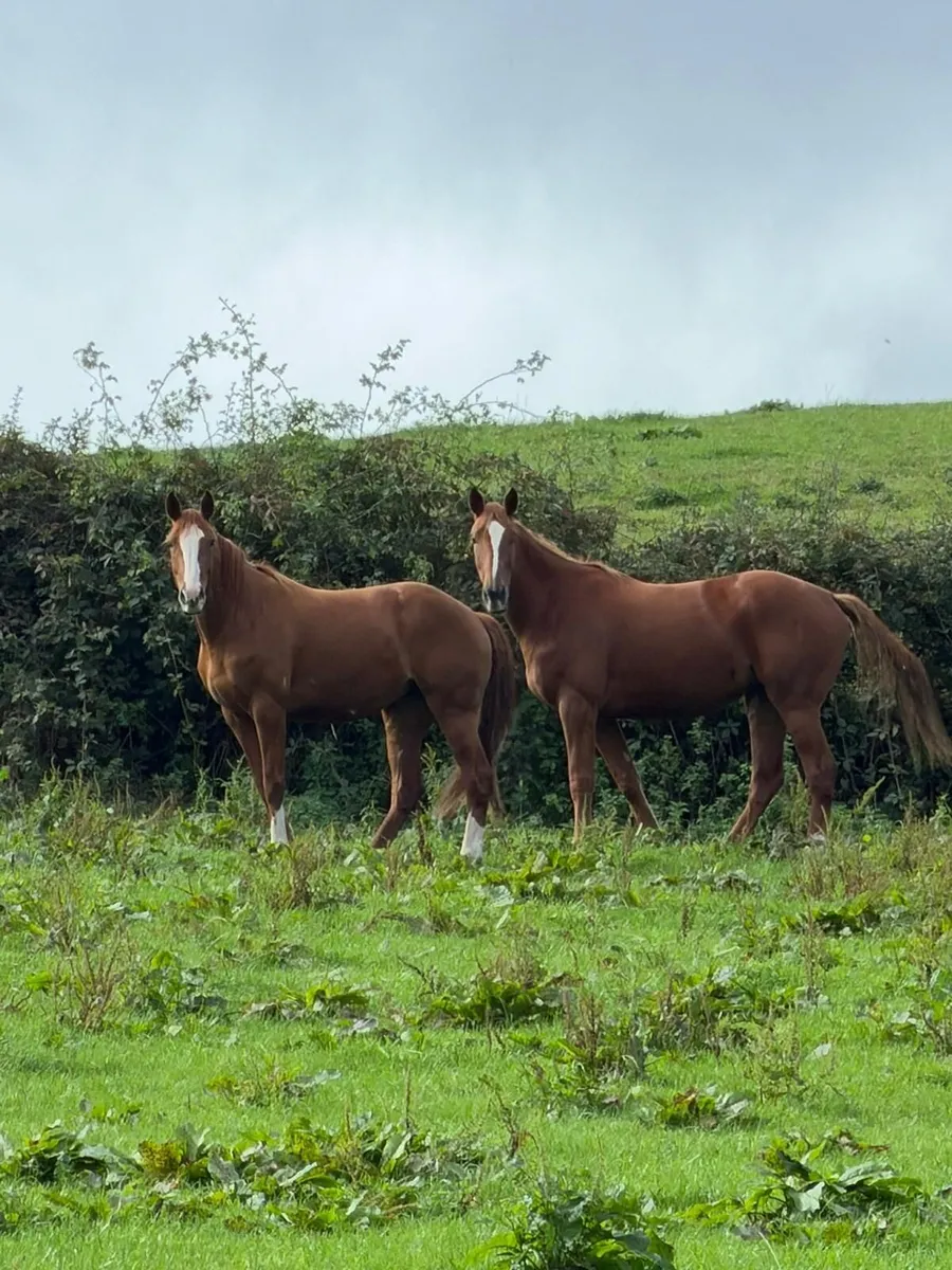 4yr old and 3yr old Chestnut ISH's