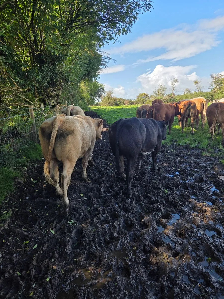 6 U grade store bullocks - Image 1
