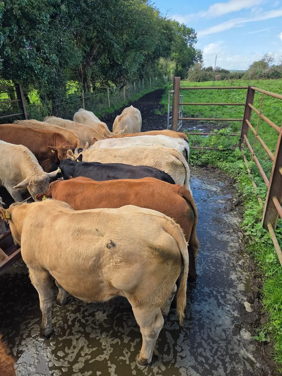 6 U grade store bullocks - Image 2