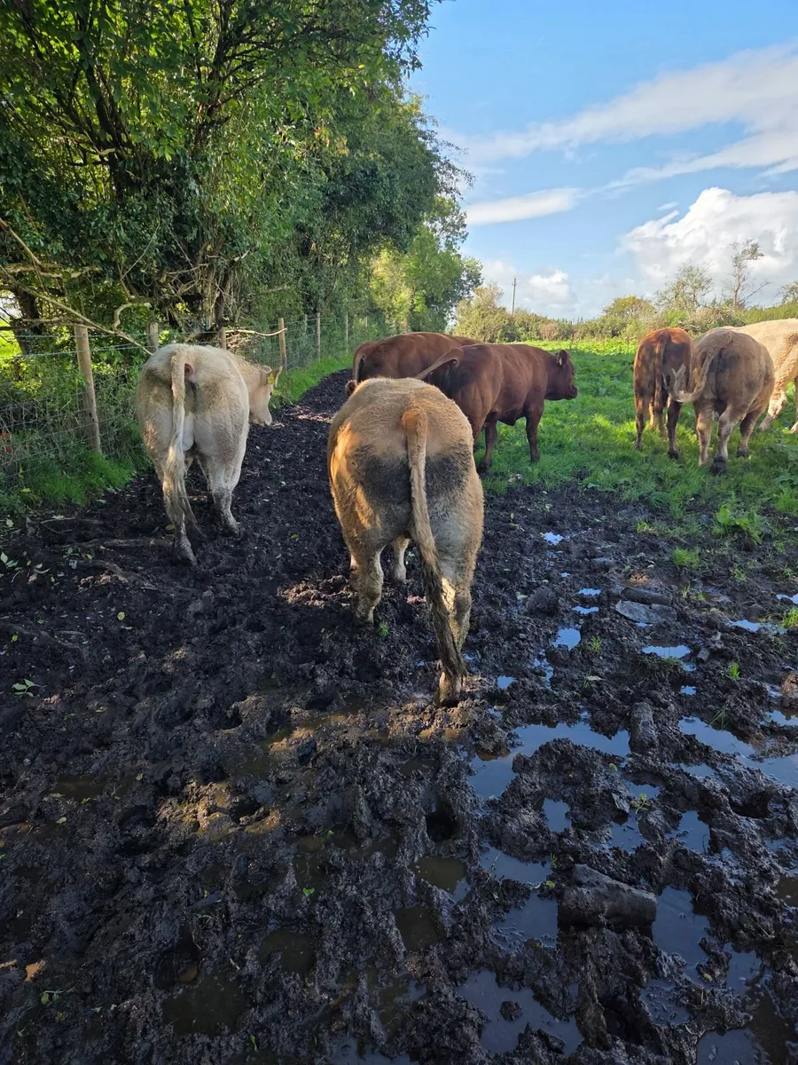 6 U grade store bullocks - Image 4
