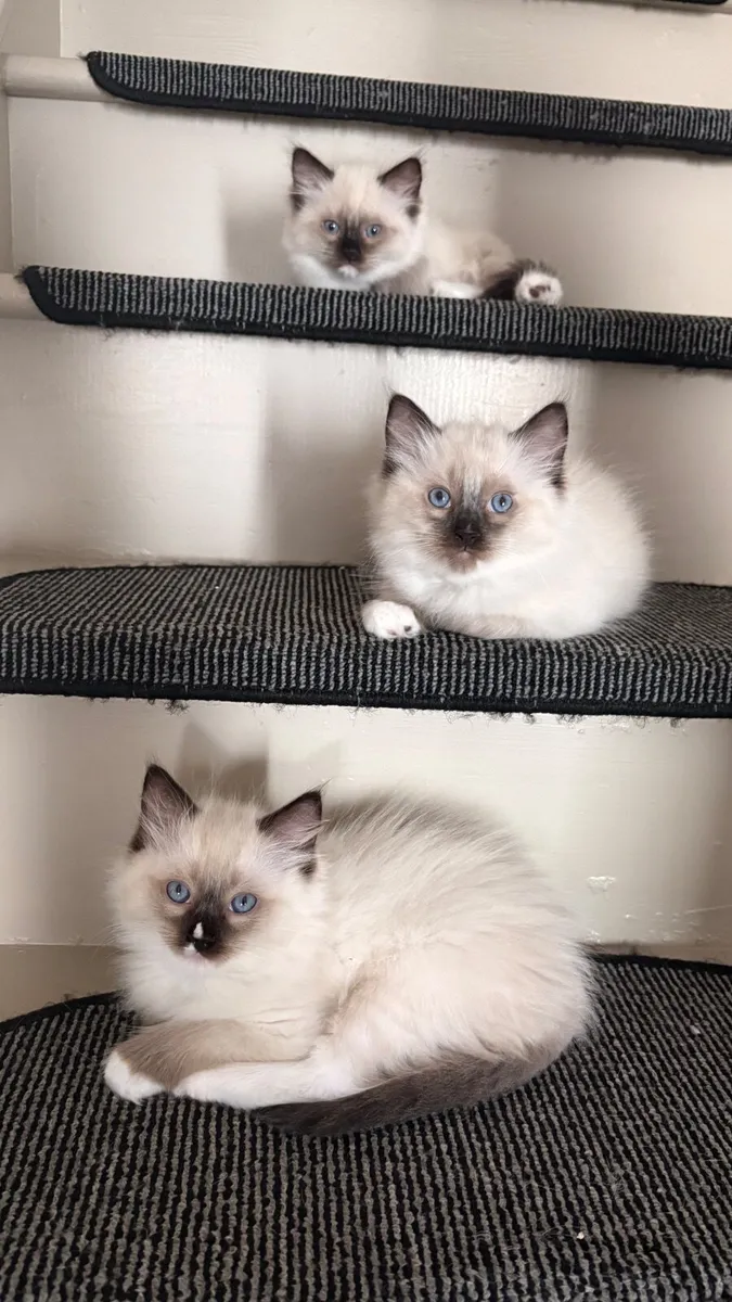 😻 Purebred Ragdoll Kittens😻only 3 left😻 - Image 2