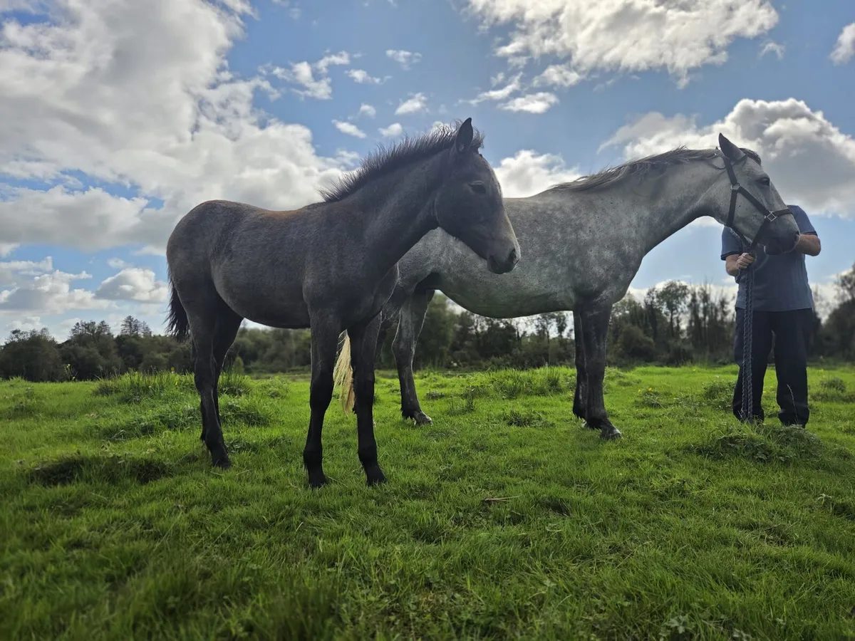 Mare and foal - Image 2