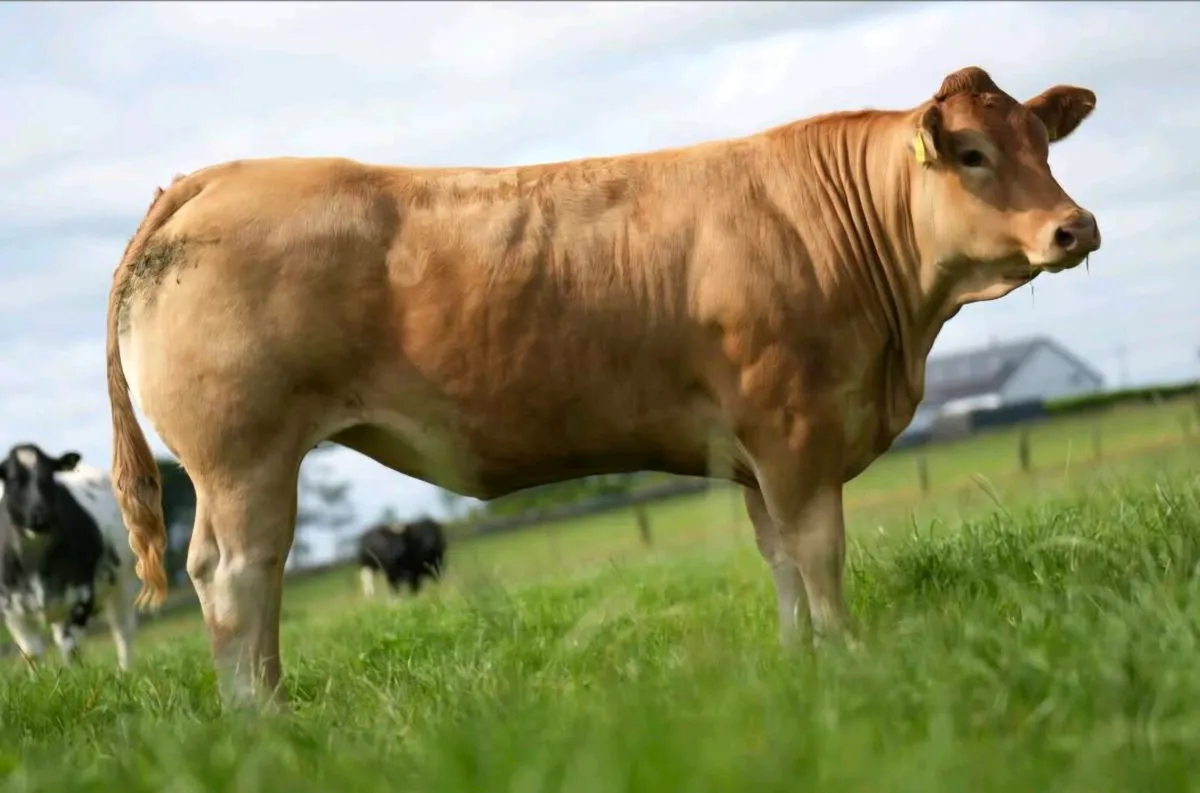 🐮70  Incalf Heifers-16th Oct 7.30pm🐮 - Image 1