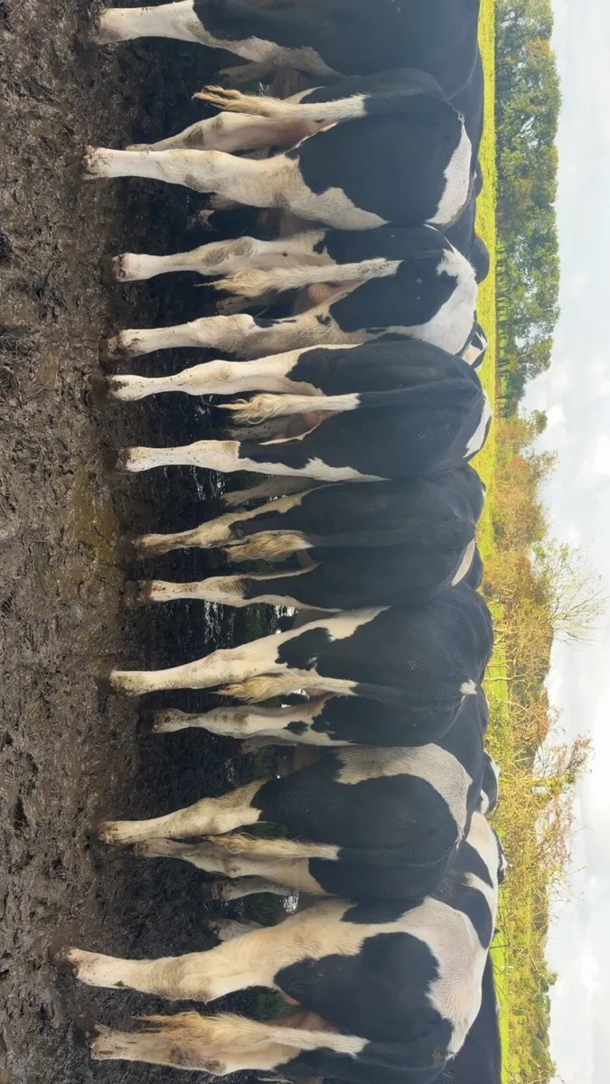 40 British Friesian bull weanlings - Image 1