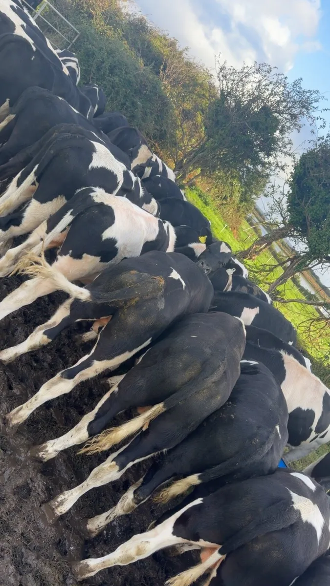 40 British Friesian bull weanlings - Image 2