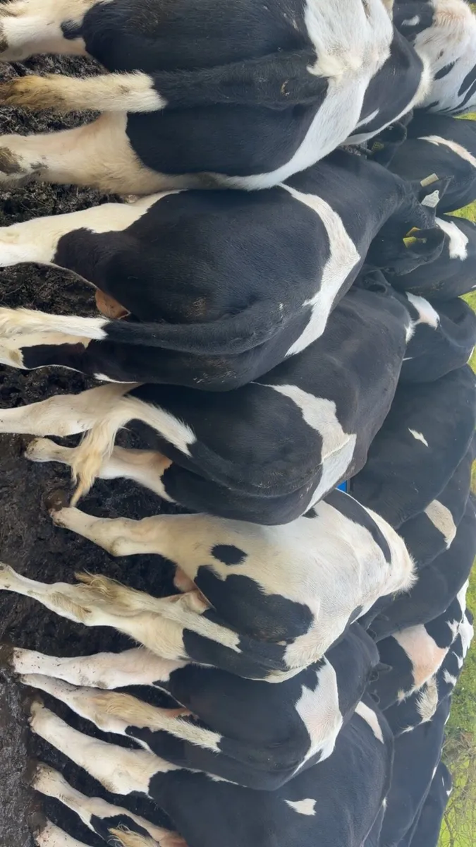 40 British Friesian bull weanlings - Image 3