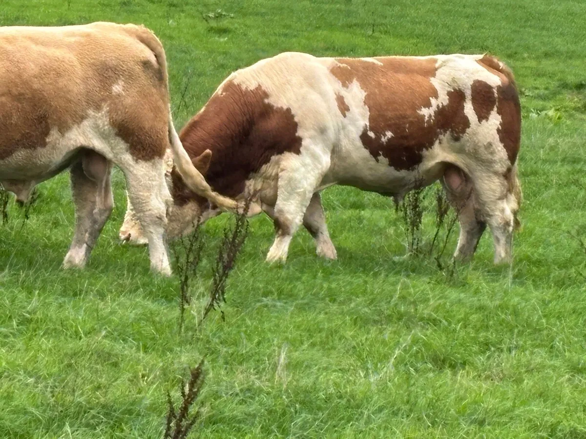 Pedigree Simmental bulls - Image 2