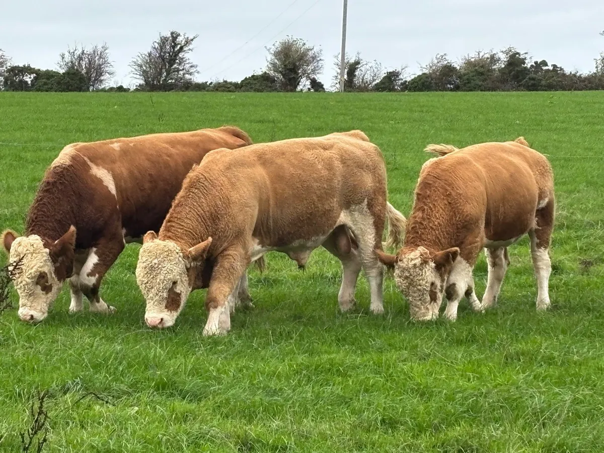 Pedigree Simmental bulls - Image 3