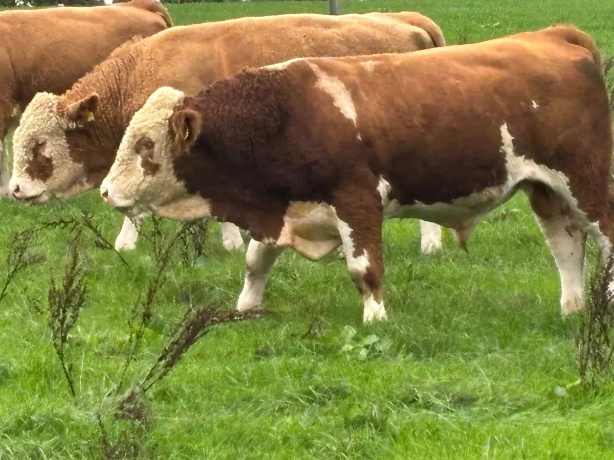 Pedigree Simmental bulls - Image 4