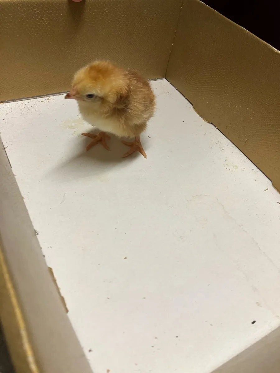 Golden sebrights and day old chicks - Image 4