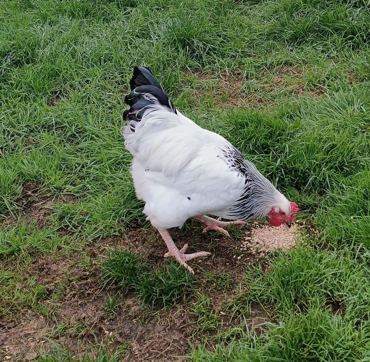 Pure bred rooster