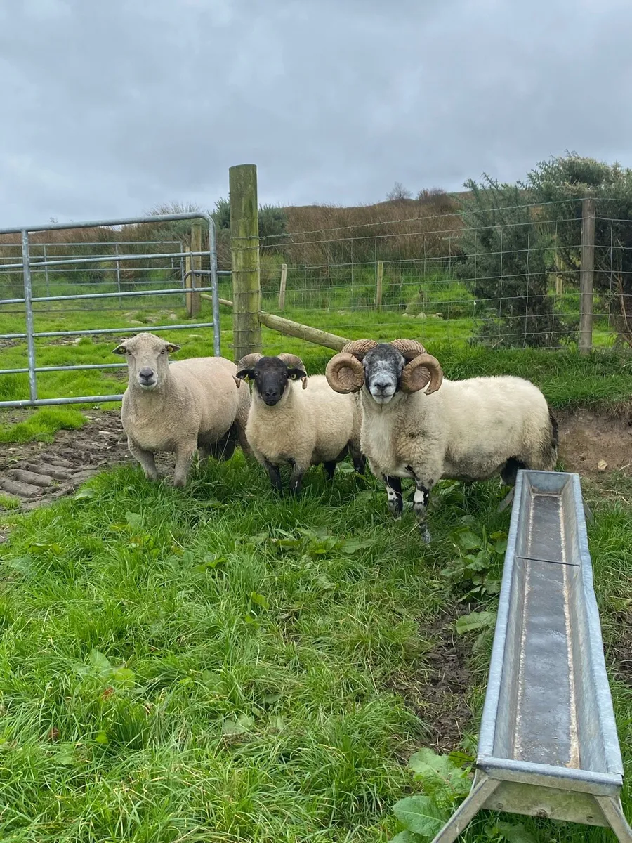 Rams /Teaser - Image 1