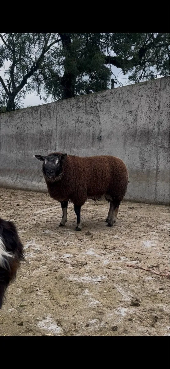 Ram lambs - Image 1