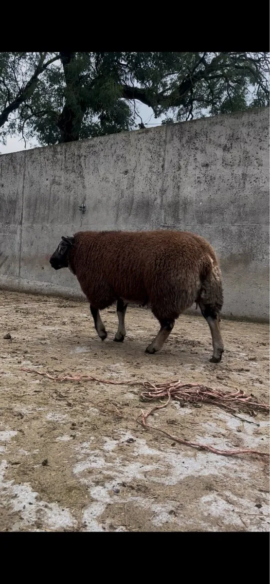 Ram lambs - Image 2